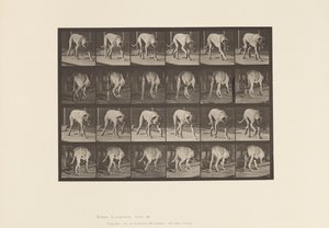 Plate 704. Dog; Walking; Mastiff by Eadweard Muybridge