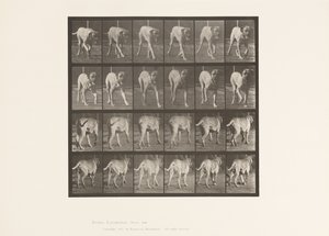 Plate 705. Dog; Trotting; Mastiff by Eadweard Muybridge
