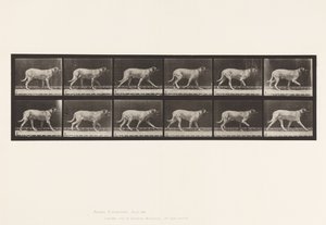 Dog; Trotting; Mastiff (Plate 706) by Eadweard Muybridge