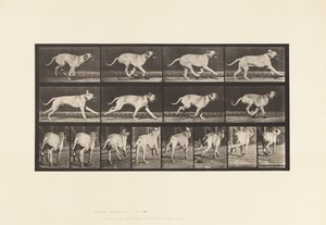 Plate 707. Dog; Galloping; Mastiff by Eadweard Muybridge