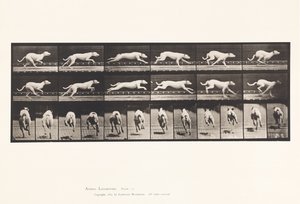 Plate 709. Dog; Galloping; White Racing Hound Maggie by Eadweard Muybridge
