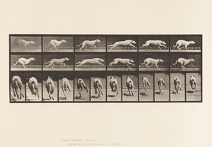 Dog; Galloping; White Racing Hound Maggie by Eadweard Muybridge