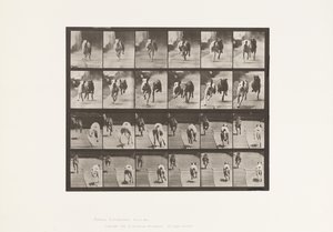 Dogs; Two Racing; A, B; Racing Hounds, Ike & Maggie (Plate 711) by Eadweard Muybridge