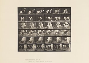 Dog; Turning Around, etc; Setter Kate (Plate 713) by Eadweard Muybridge