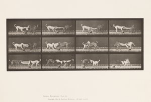 Plate 715. Dogs; Three, Tugging at a Towel by Eadweard Muybridge