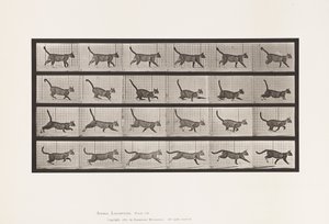 Cat; Walking, Change to Galloping by Eadweard Muybridge
