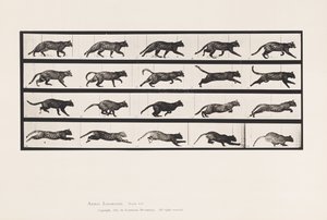 Plate 717. Cat; Trotting; Change to Galloping by Eadweard Muybridge