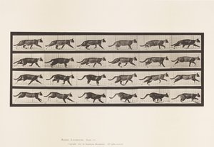 Cat; Trotting; Change to Galloping (Plate 718) by Eadweard Muybridge