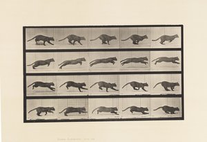 Plate 719. Cat; Galloping by Eadweard Muybridge