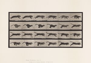 Plate 720. Cat; Galloping by Eadweard Muybridge