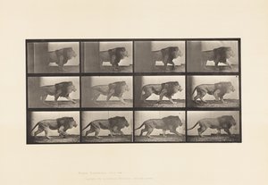 Plate 722. Lion; Walking by Eadweard Muybridge