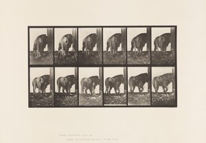 Plate 724. Lion; Walking, Turning Around