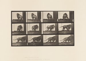 Lion; Walking, Turning Around by Eadweard Muybridge