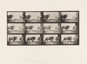 Plate 726. Lion and Lioness; Walking