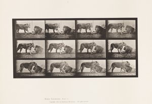 Plate 727. Lioness; Walking; Lion; Lying Down by Eadweard Muybridge