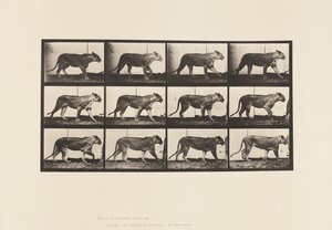 Plate 728. Lioness; Walking; Lion; Lying Down
