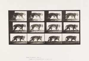 Plate 729. Tigress; Walking