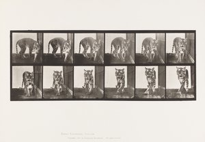 Plate 730. Tigress; Walking; Turning Around