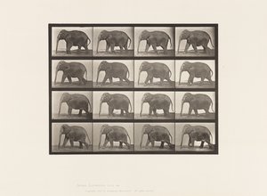 Plate 732. Elephant; Walking by Eadweard Muybridge