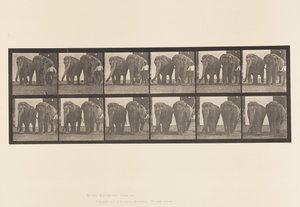 Elephants; Two, Walking (Plate 734)