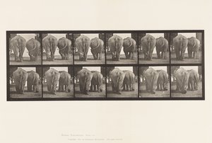 Plate 735. Elephants; Two, Walking