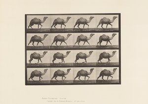 Egyptian Camel; Racking by Eadweard Muybridge