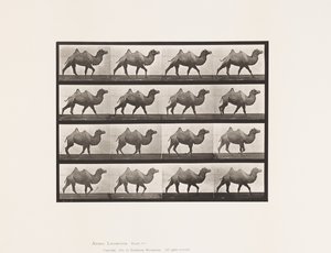 Bactrian Camel; Walking by Eadweard Muybridge