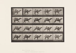 Plate 740. Bactrian Camel; Young, Galloping