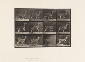 Plate 743. Guanaco; Galloping by Eadweard Muybridge
