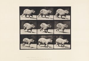 Plate 746. Capybara; Walking by Eadweard Muybridge