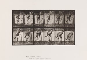 Plate 754. Kangaroo; Jumping by Eadweard Muybridge