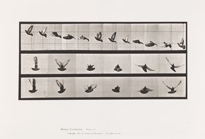 Plate 755. Pigeon; Flying