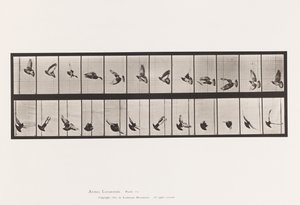 Pigeon; Flying by Eadweard Muybridge