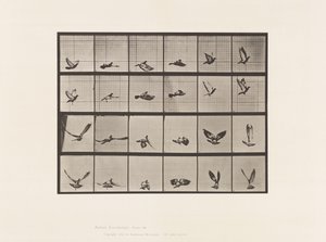Pigeon; Flying (Plate 757)
