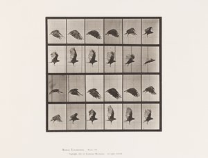 Vulture; Flying (Plate 765)