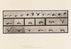 Plate 768. Vulture; Flying by Eadweard Muybridge