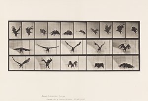 Plate 769. American Eagle; Flying by Eadweard Muybridge