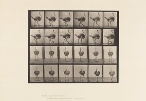 Plate 772. Ostrich; Walking by Eadweard Muybridge