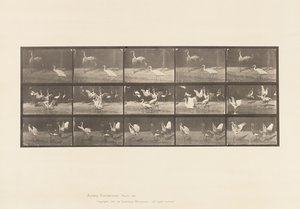 Plate 778. Storks; etc, A, B, C by Eadweard Muybridge
