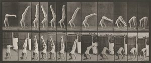 Acrobat, Vertical 