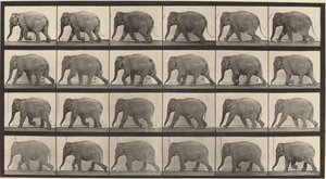 Plate Number 733. Elephant Walking by Eadweard Muybridge