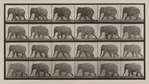 Plate Number 733. Elephant walking by Eadweard Muybridge