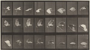 Plate Number 758. Cockatoo flying