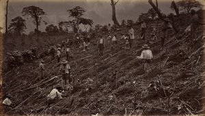 Setting out a Coffee Plantation at Antigua de Guatemala