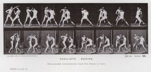 The Human Figure in Motion: Pugilists, Boxing by Eadweard Muybridge