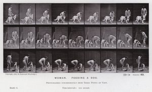 The Human Figure in Motion: Woman, feeding a dog by Eadweard Muybridge