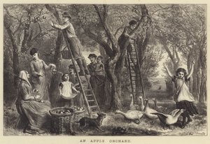 An Apple Orchard (engraving)