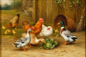 Ducks and Chickens in a Yard