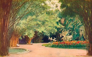 A Bamboo Grove - Botanical Gardens