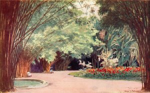 A Bamboo Grove, Botanical Gardens
